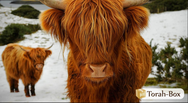 ‘Houkat : quel est le but des Mitsvot