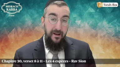 Midrach Rabba - Emor (30, 8 à 11) - Les 4 espèces