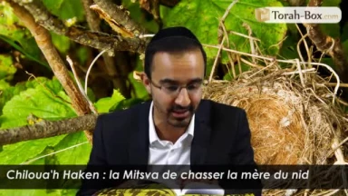 Chiloua'h Haken : la Mitsva de chasser la mère du nid