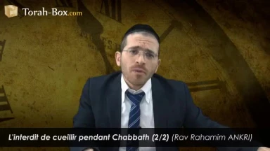 Cueillir pendant Chabbath (2/2)