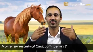 Monter sur un animal Chabbath, permis ?