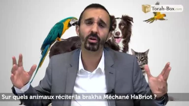 Sur quels animaux réciter la brakha Méchané HaBriot ?