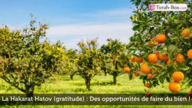 La Hakarat Hatov (gratitude) : Des opportunités de faire du bien !