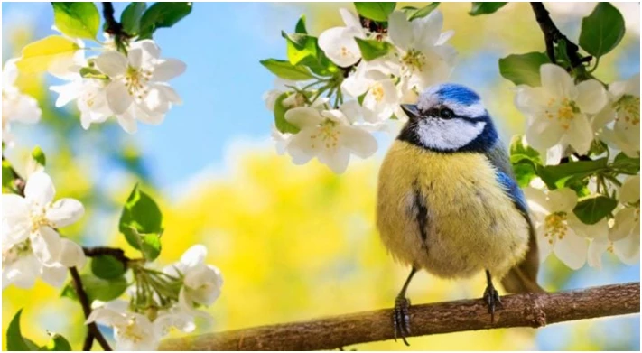 &Ccedil;a s&rsquo;est pass&eacute; un&hellip; 20 mars - Le Printemps est arriv&eacute;