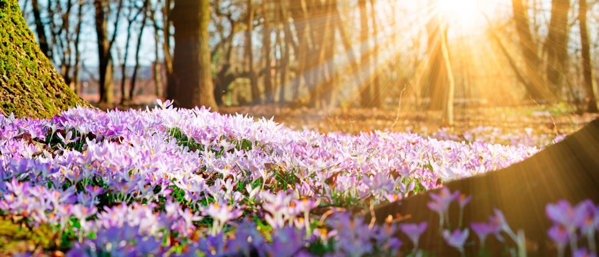 &Ccedil;a s&rsquo;est pass&eacute; un&hellip; 20 mars - Le Printemps est arriv&eacute;