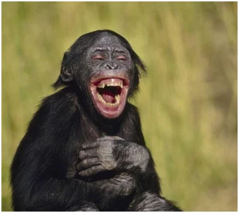 Ca s’est passé un 30 novembre 1974…Découverte de « Lucy » en Eth