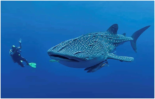 Le Léviathan est arrivé !!!