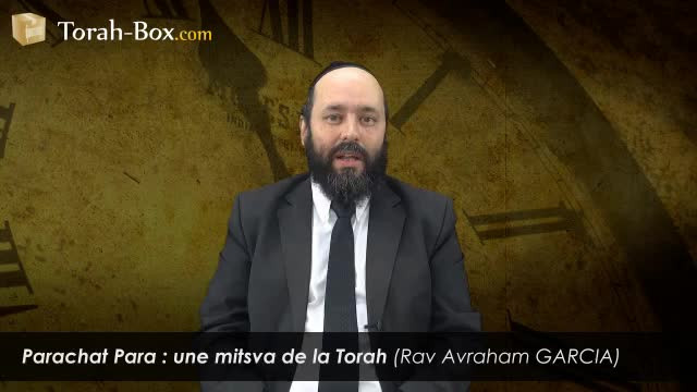 Parachat Para : une Mitsva de la Torah !