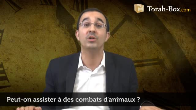 Assister à des combats d'animaux...
