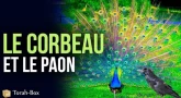Le corbeau et le paon