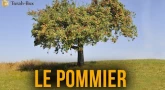 Le pommier
