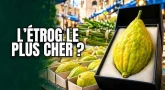 À la recherche de l'Étrog le plus cher de Jérusalem