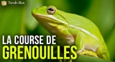 La course de grenouilles