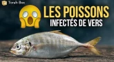Les poissons sont fréquemment infectés de vers !