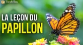 La leçon du papillon