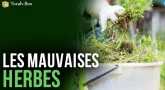 Les mauvaises herbes