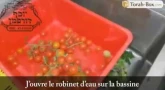 Le nettoyage des tomates cerises d'après la Halakha