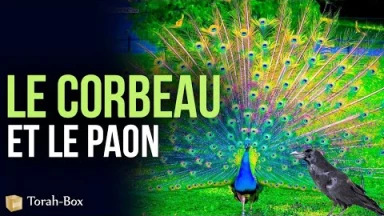 Le corbeau et le paon