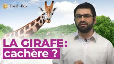 Kosher-Box : La Girafe est Cachère !