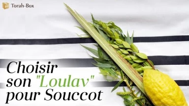 Choisir son "Loulav" pour Souccot