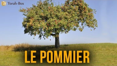 Le pommier