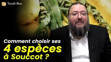 Comment choisir ses 4 espèces à Souccot ? En profondeur...