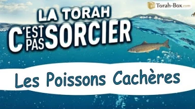 La Torah, c'est pas sorcier : Les Poissons Cachères