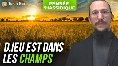 D.ieu est dans les champs