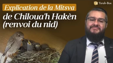 Explications de la Mitsva de Chiloua'h Hakèn - renvoi du nid