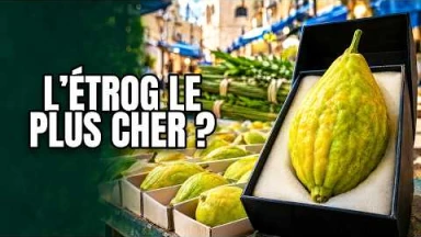 À la recherche de l'Étrog le plus cher de Jérusalem
