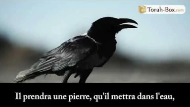 [Vidéo] Le corbeau et l'eau (Rav Fanger)