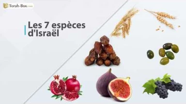 Halakha Express : Les bénédictions sur les 7 espèces d'Israël