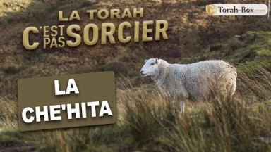 La Torah, c'est pas sorcier : LA CHÉ'HITA (viande Cachère)