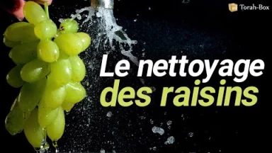 Le nettoyage des raisins d'après la Halakha...