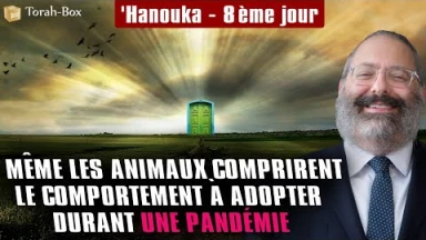 'Hanouka - 8e jour - Même les animaux comprirent le comportement à adopter durant une pandémie