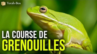 La course de grenouilles