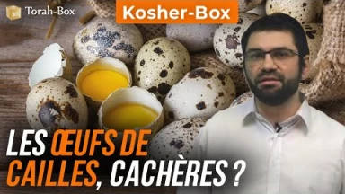 Kosher-Box : les œufs de cailles, Cachères ?