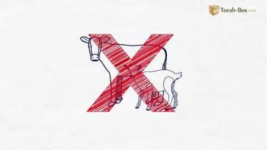 Draw My Paracha : Emor