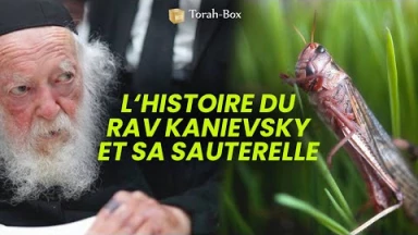 Rav Kanievsky visité par une sauterelle