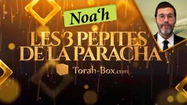 Les 3 Pépites de la Paracha Noa'h