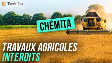 Chémita - Les travaux agricoles interdits