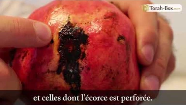 Kosher-Box : Vérification des Simanim du Séder de Roch Hachana