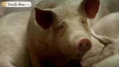 [Vidéo] Fabrication de bonbons à la gélatine...