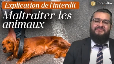 Explication de l'interdit de maltraiter les animaux