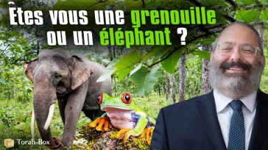 Êtes vous une grenouille ou un éléphant ?