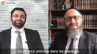 Le point Cacheroute avec Rav Wolff - N°2 - Souffrance animale dans les élevages