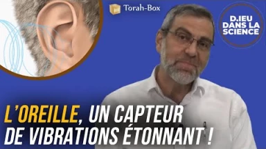 D.ieu dans la Science! L’oreille, un capteur de vibrations étonnant !