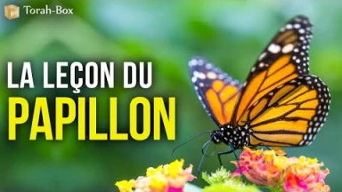 La leçon du papillon
