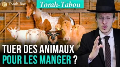 Torah-Tabou : Tuer des animaux pour les manger ?