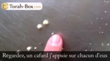 [Vidéo] Couscous : vérifier la présence de cafards entre les graines
